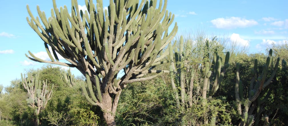 Particolare della vegetazione della foresta secca del Chaco in Paraguay, vicino alla comunità Wonta-Santa Rosa.