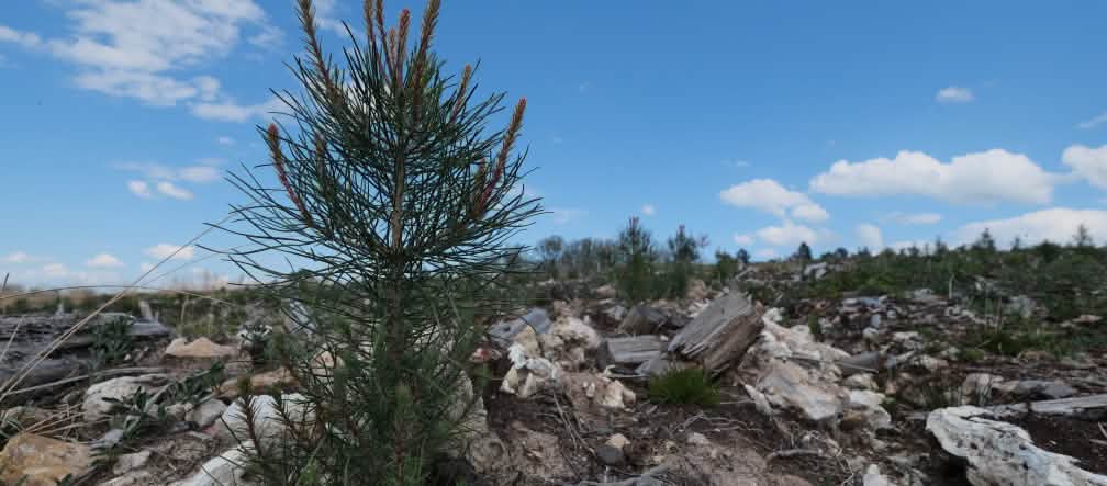 Un piccolo pino nel mezzo di un'area arida e sassosa
