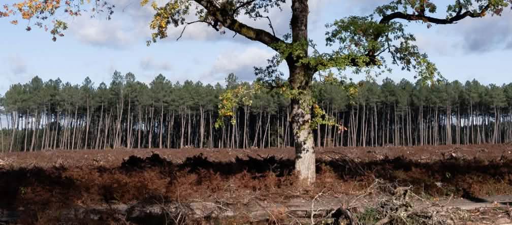 Una quercia solitaria e sullo sfondo una piantagione di pini
