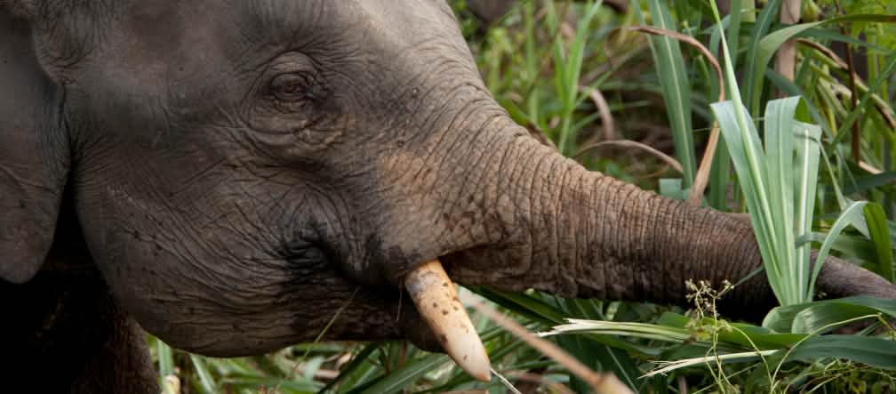 La strada pregiudica la vita degli elefanti pigmei di Sabah Elefante mentre mangia
