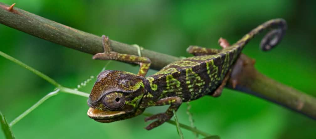 Un camaleonte nella foresta di Atewa in Ghana Un camaleonte sopra un ramo