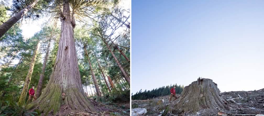 Collage prima e dopo - Logging in Caycuse Canada