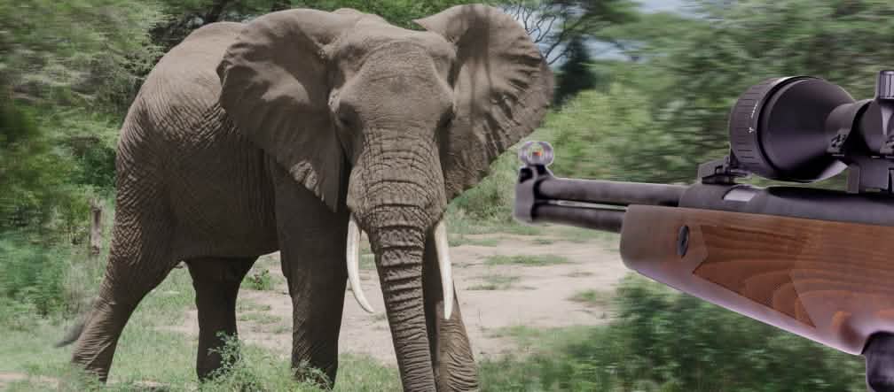 Un elefante nel Serengeti Elefante, caccia illegale
