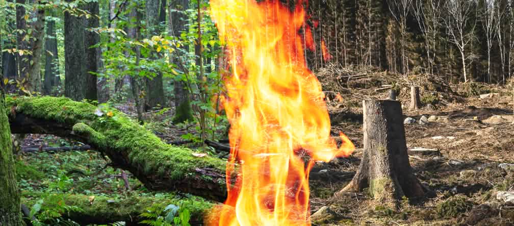 Fotomontaggio: tronco che brucia per la bioenergia
