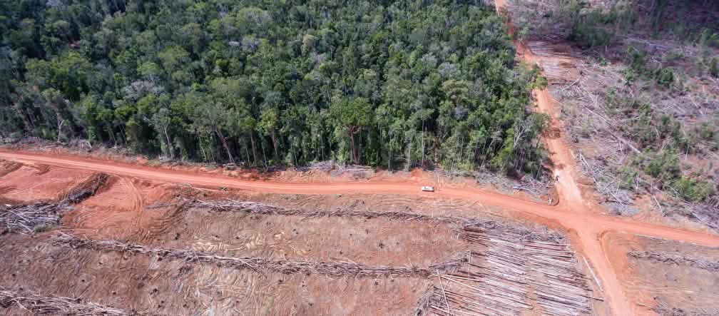 Il partner commerciale di Samsung, Korindo, sta distruggendo la foresta nella provincia indonesiana di Papua Foto aerea della deforestazione per fare spazio alle piantagioni di palma da olio dell'azienda Korindo a Papua, Indonesia.