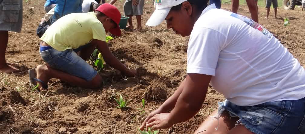 Circa 15 persone lavorano la terra e piantano alberi su una vasta superficie.
