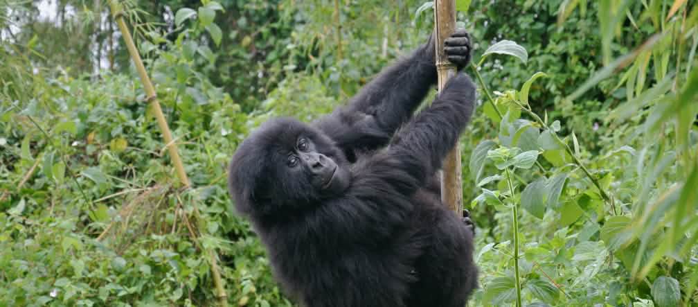 I gorilla di montagna dell’Africa sopravvivono nelle foreste protette.