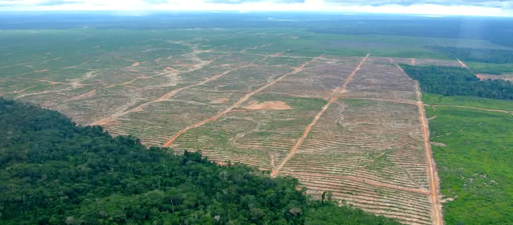 Avanzano così, le piantagioni di palma da olio nella foresta tropicale peruviana. Foto aerea: deforestazione per implementare piantagioni di palma da olio in Perù