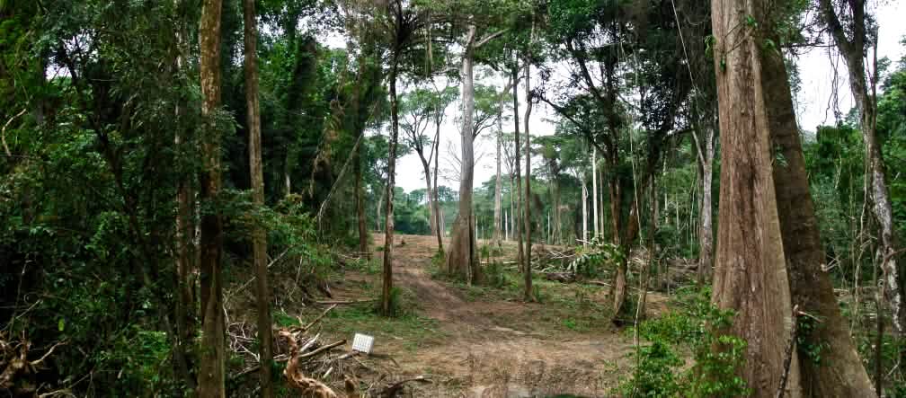 Una strada devasta la  foresta del popolo Ekuri