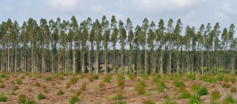 Non è una foresta, è un deserto verde Piantagione di eucalipto in Sud Africa
