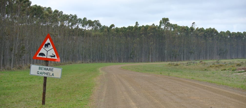 Piantagione industriale di alberi in Sudafrica
