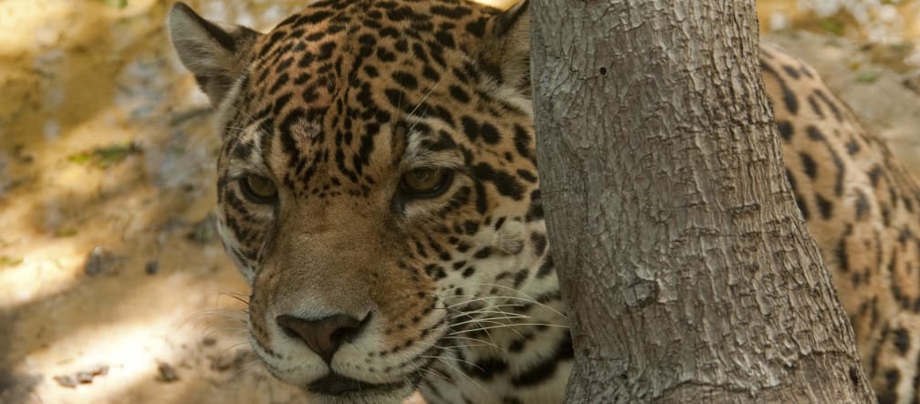 Giaguaro (Panthera onca)