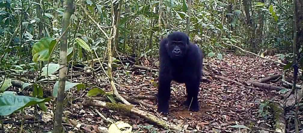 Gorilla nella foresta di Ebo, in Camerun Gorilla nella foresta di Ebo, in Camerun