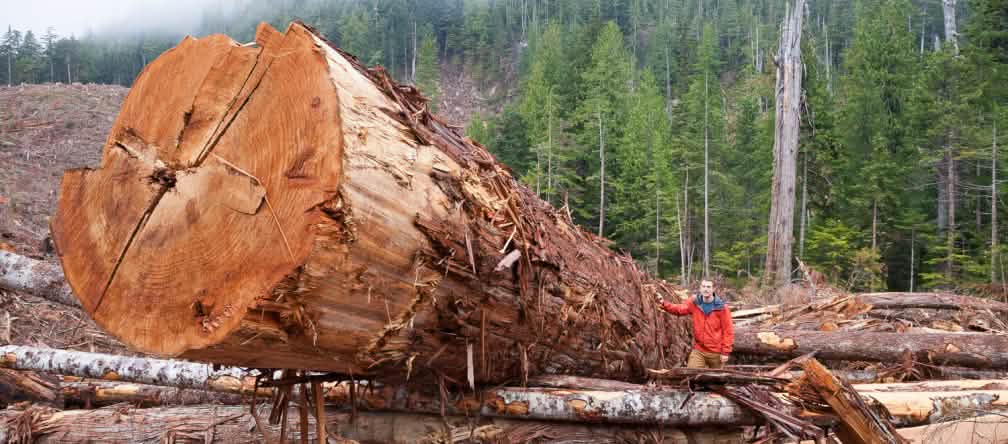 Albero gigante tagliato nella foresta costiera dell'isola di Vancouver