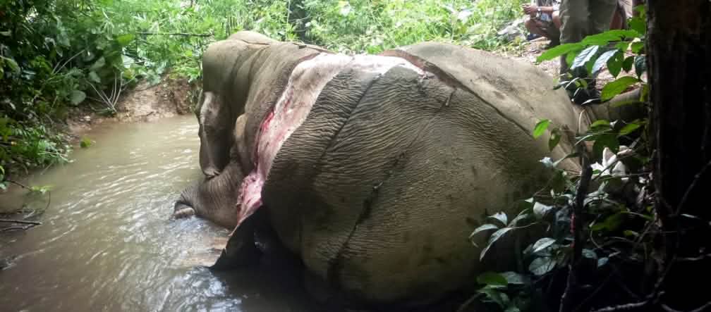 Elefante scuoiato vivo dai bracconieri in Birmania Elefante scuoiato vivo in Birmania