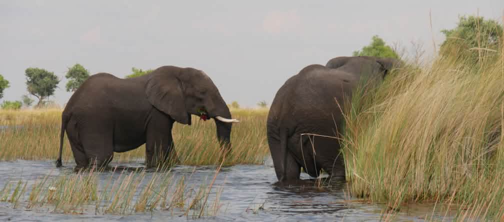Elefanti nel delta del fiume Okavango, Botswana
