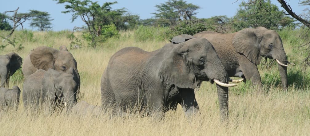 Sì alla conservazione, ma non a costo di gravi violazioni dei diritti umani contro le comunità locali Branco di elefanti nel Serengeti