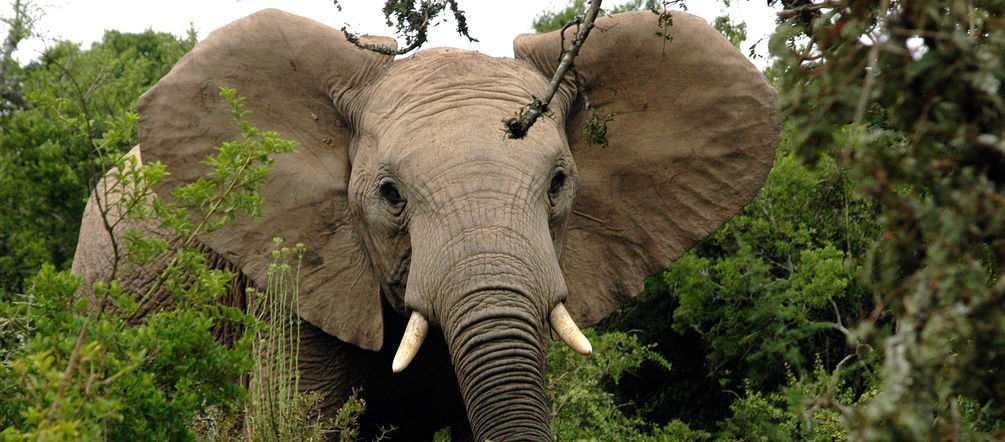 Elefante africano nella foresta