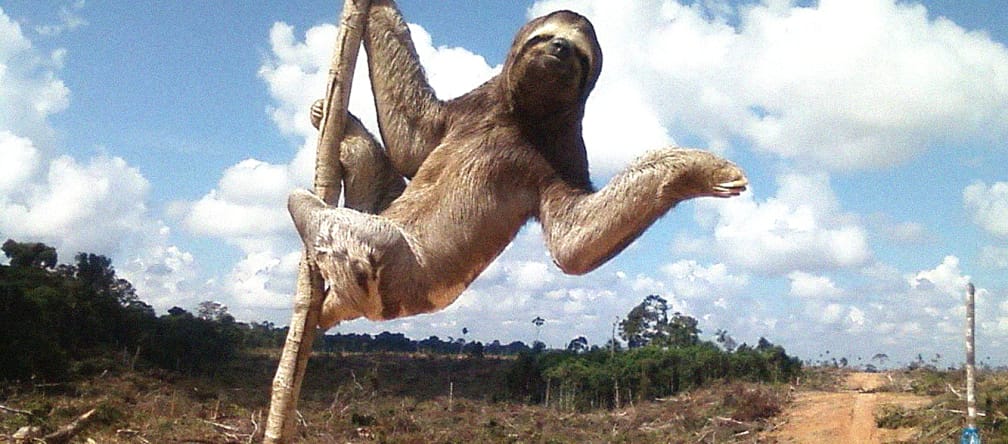 Addio alla foresta Bradipo tridattilo aggrappato ad un albero, attorno un desolato paesaggio segnato dalla deforestazione in Perù