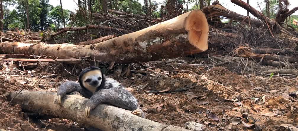 Guyana: la foresta pluviale è l'habitat del bradipo bianco, ma ci sono progetti che potrebbero distruggerla. Un bradipo dalla gola bianca si aggrappa a un tronco d'albero abbattuto nella foresta pluviale.