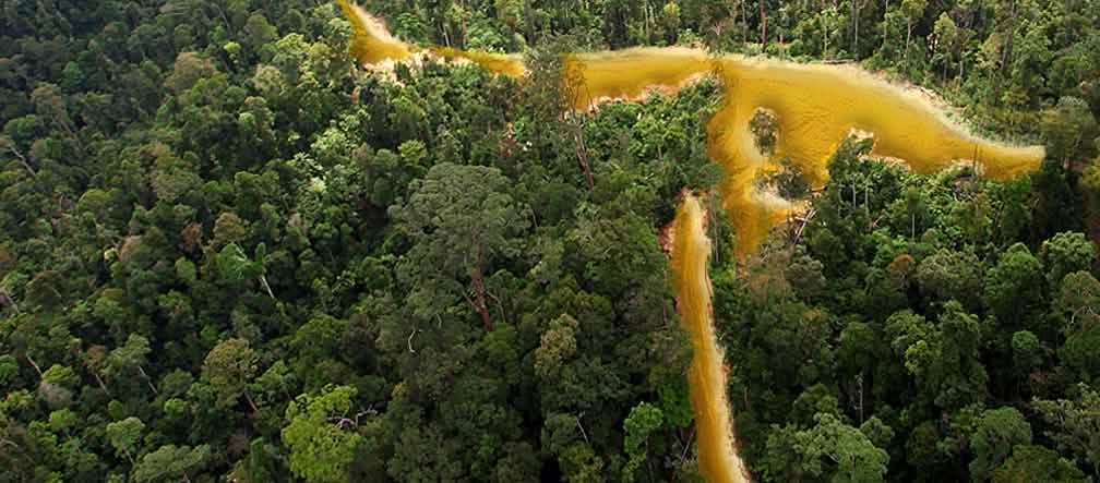 La foresta, unica ricchezza autentica del Parco Amazzonico della Guayana Vasta estensione di alberi verdi e il fiume che scorre all’interno della selva