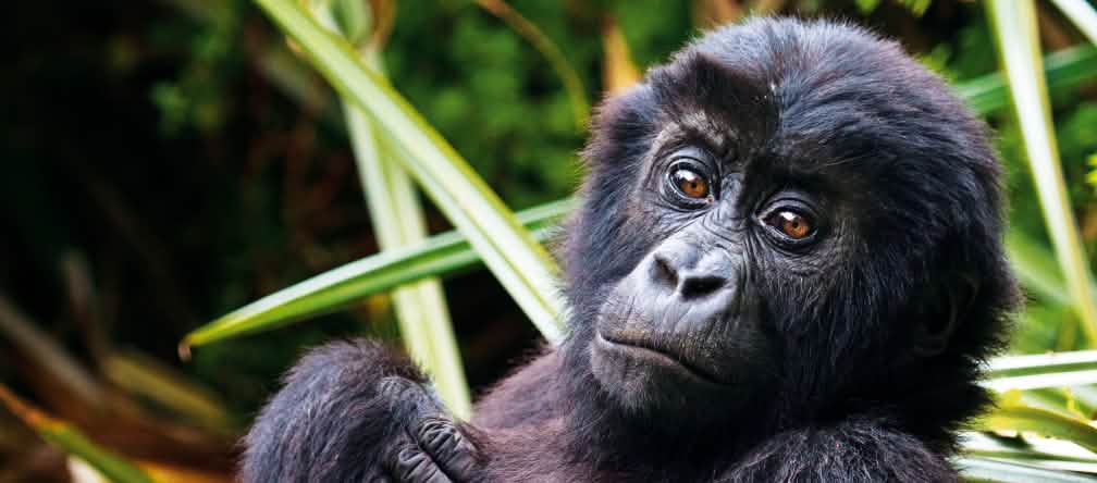 Le loro vite valgono più dei ninnoli d'oro. Gorilla