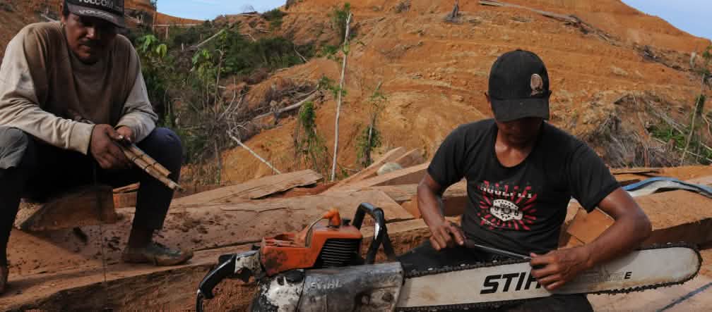Taglialegna nel Borneo con una motosega Stihl