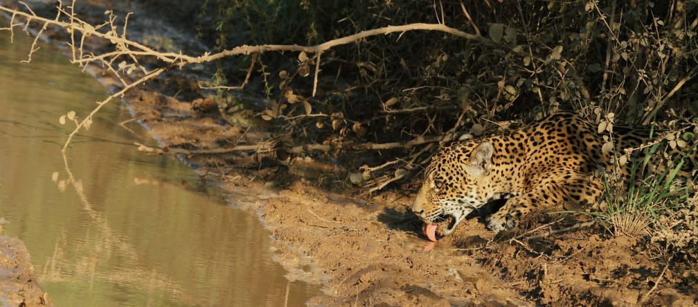 Un giaguaro (jaguar) che fa capolino tra la vegetazione per bere acqua