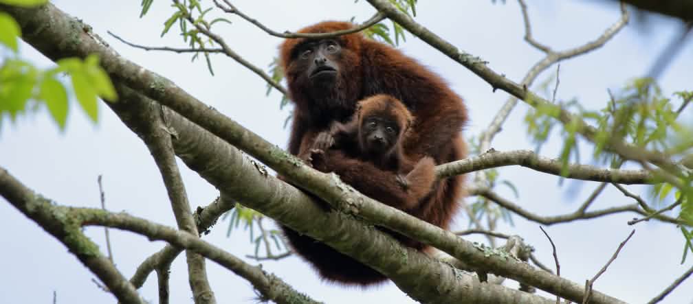 Le scimmie urlatrici che vivono nel sud del Brasile sono a rischio di estinzione perché la foresta pluviale continua a essere distrutta. La situazione si aggrava a Porto