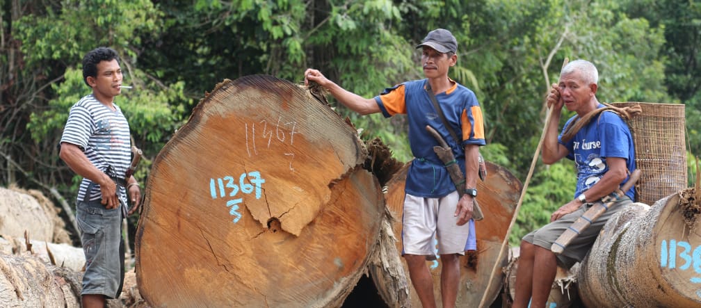 Foresta di Kinipan – membri della comunità indigena accanto ai tronchi degli alberi