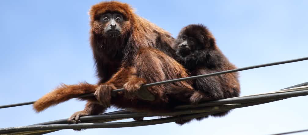 Una scimmia urlatrice seduta sulle linee elettriche con il suo cucciolo