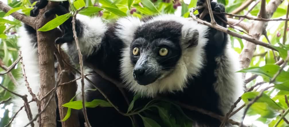 Un lemure dal manto bianco e nero appollaiato sui rami di un albero