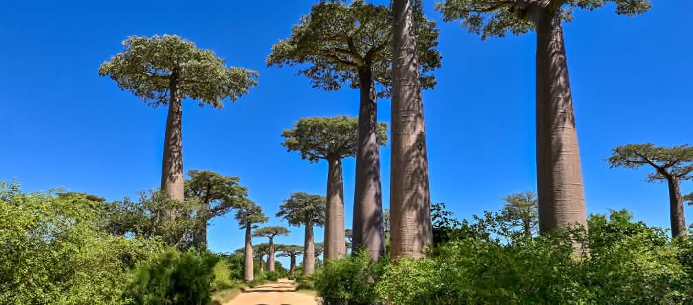 Viale dei baobab in Madagascar