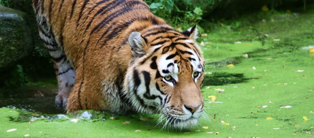 Una tigre vicino all'acqua