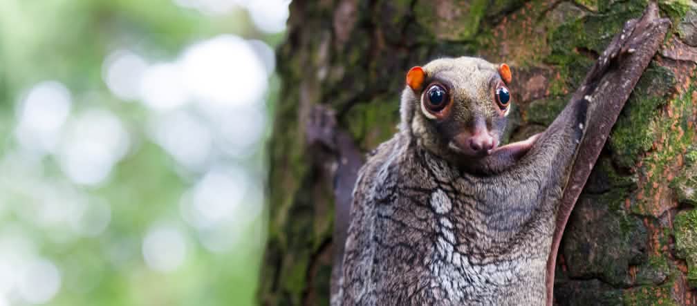 Il galeopiteco o kaguang nel Borneo