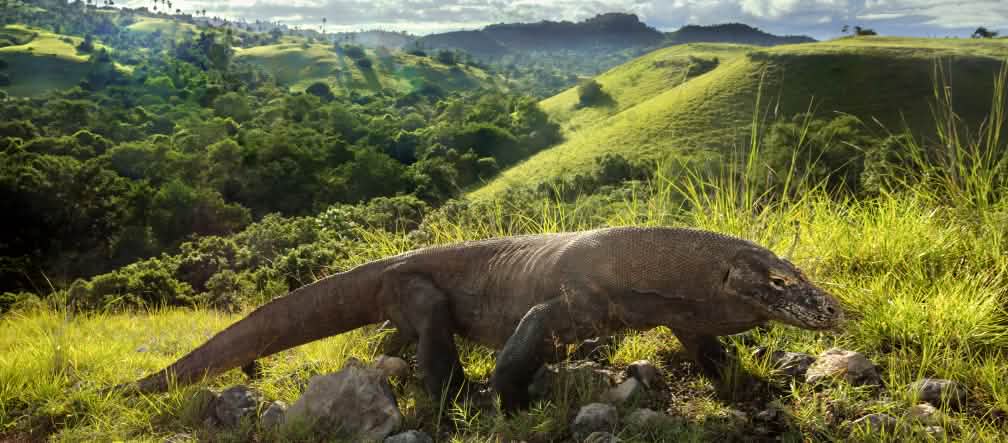 Drago di Komodo (Varanus komodoensis)