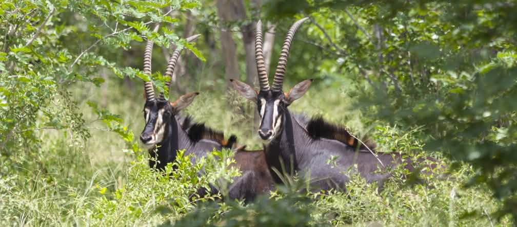 Le antilopi vivono nella foresta, ma non possono vivere nelle monocolture di eucalipto Antilope nera (Hippotragus Niger)