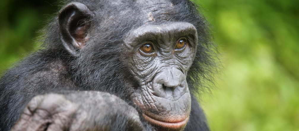 Un bonobo