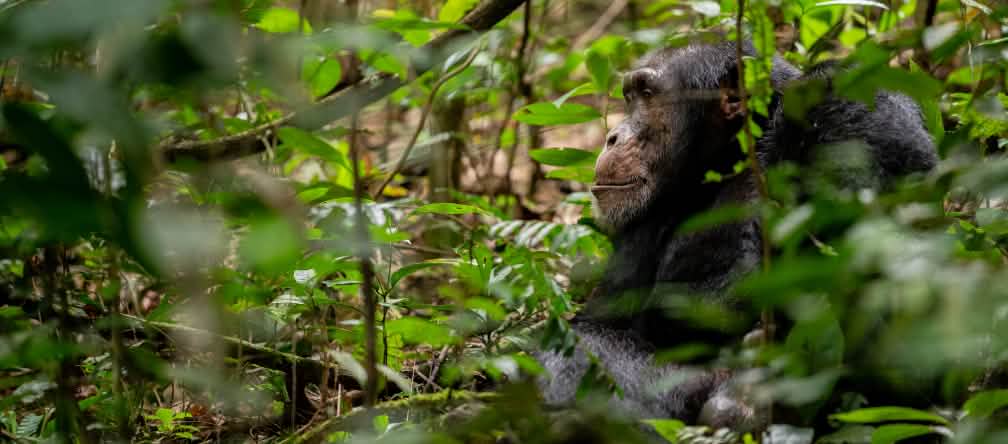 Uno scimpanzé a Bossou, Guinea