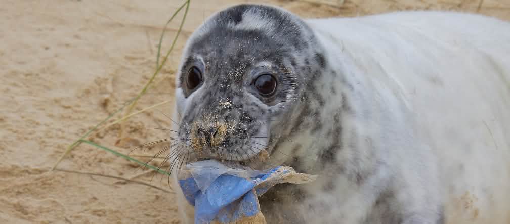 Una cucciolo di foca con un pezzo di plastica in bocca