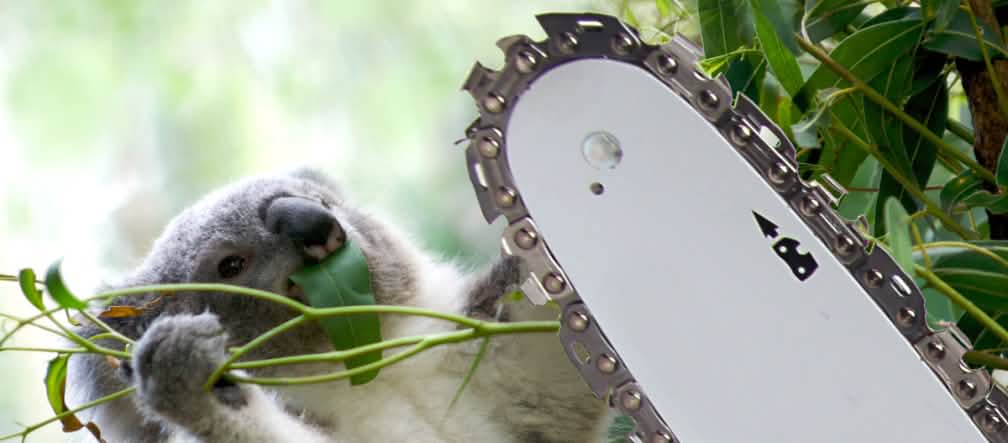 I koala godono di una protezione speciale. Il loro habitat continua ad essere distrutto Fotomontaggio: un koala che cade da un albero tagliato da una motosega