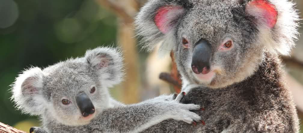 I koala hanno bisogno di foreste incontaminate per sopravvivere, con diverse specie di eucalipto.