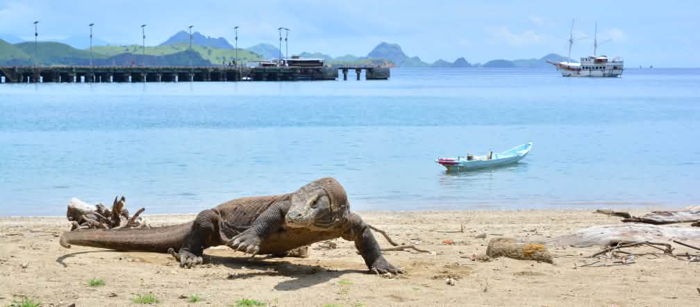 Un varano di Komodo sulla spiaggia