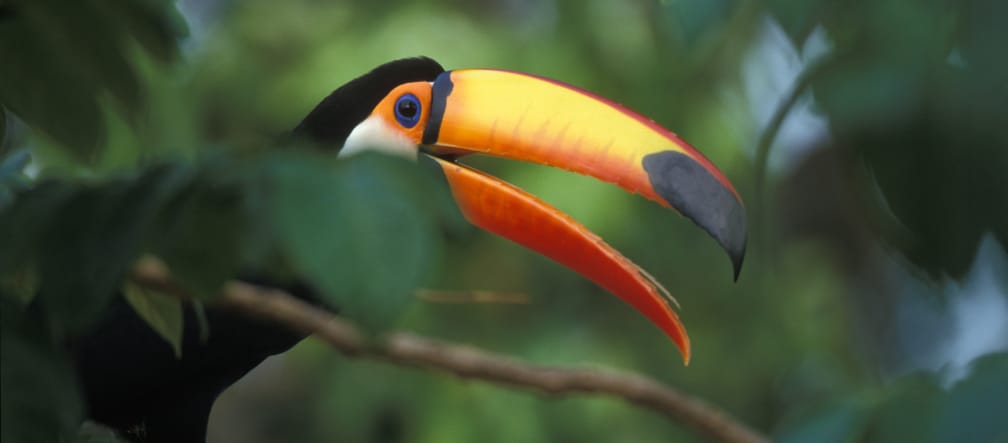 Un tucano gigante nella foresta tropicale Un tucano gigante nella foresta tropicale