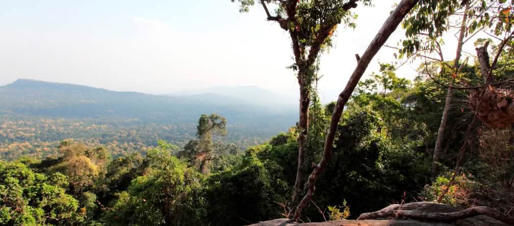 Così si deve conservare: la foresta fino all’orizzonte