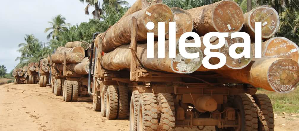 Traffico di legname in Liberia