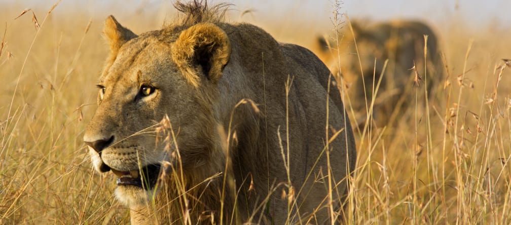 Leoni nella savana