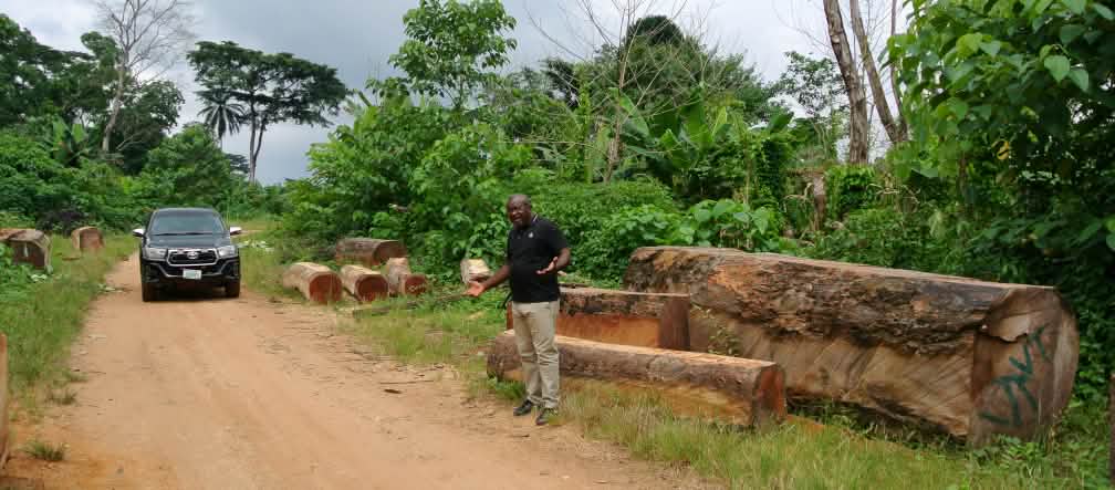 Un uomo si trova sul bordo di una strada sterrata davanti a un grande albero abbattuto.