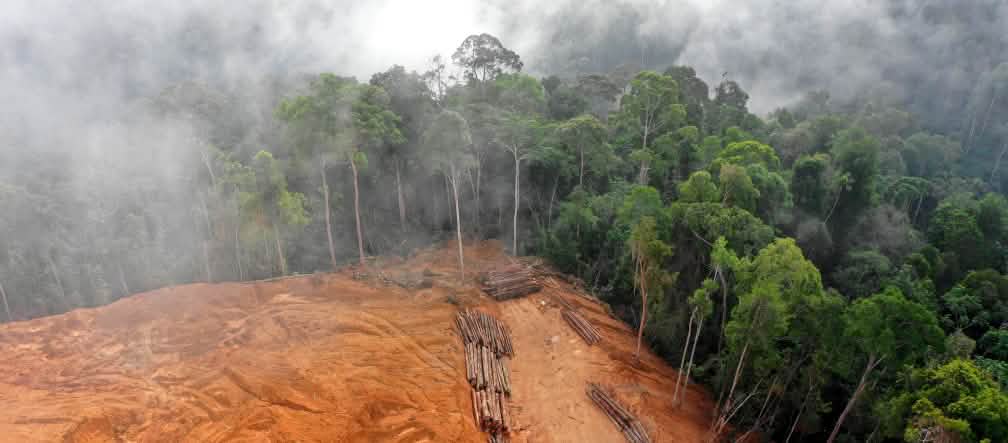 Veduta aerea di un'area di foresta pluviale disboscata con tronchi abbattuti ammassati in contrasto con la foresta ancora intatta.