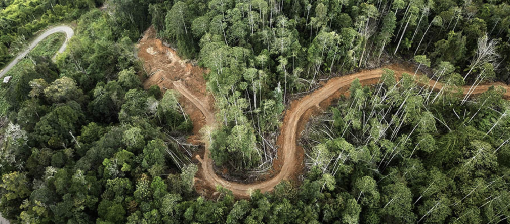 Fermiamo la miniera d'oro che minaccia le tigri di Sumatra!